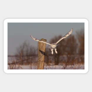 Snowy Owl Sticker